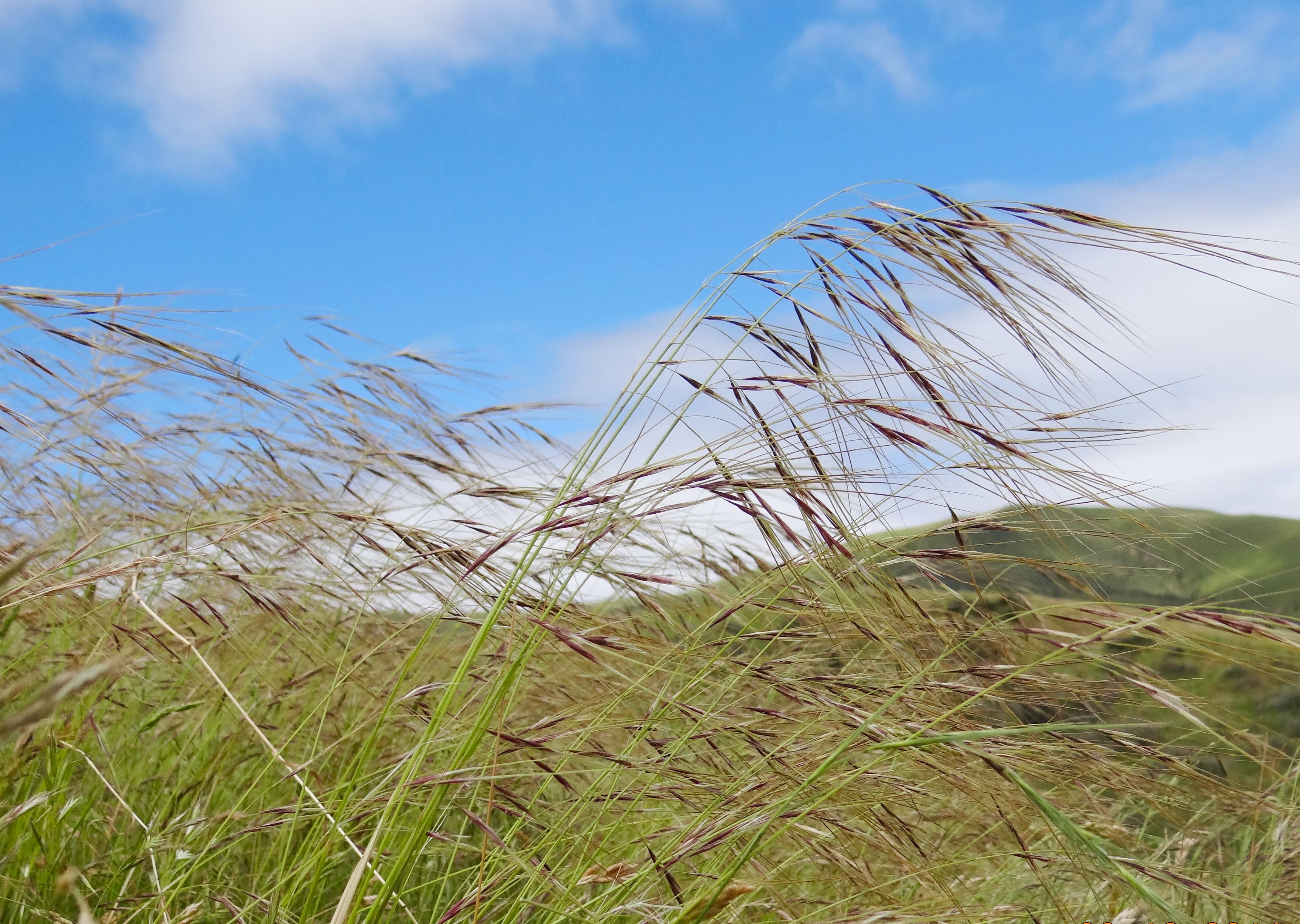 Pest plants and biosecurity